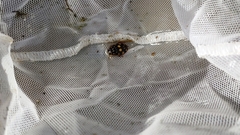 Thermonectus marmoratus