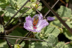 Dysdercus peruvianus