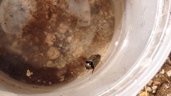 Thermonectus nigrofasciatus nigrofasciatus