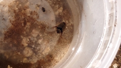 Thermonectus nigrofasciatus nigrofasciatus