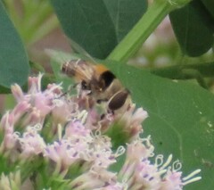 Palpada pusilla