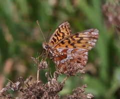 Boloria dia