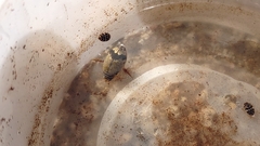 Thermonectus nigrofasciatus nigrofasciatus