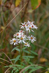 Symphyotrichum novi-belgii novi-belgii