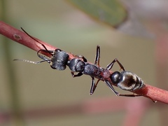 Myrmecia
