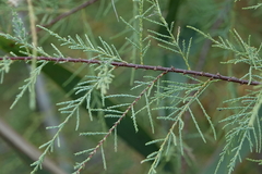 Tamarix gallica