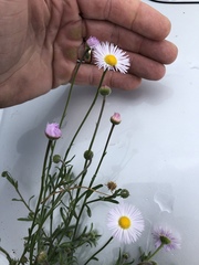 Erigeron rybius