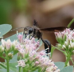 Isodontia auripes