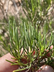 Peucephyllum schottii