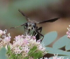 Isodontia auripes
