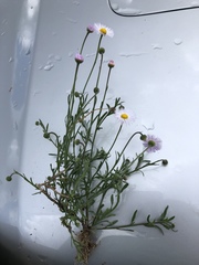 Erigeron rybius