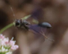 Isodontia auripes