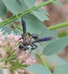 Isodontia auripes