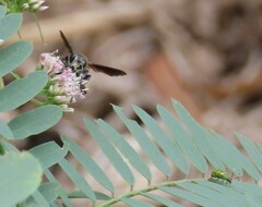 Isodontia auripes