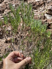 Peucephyllum schottii