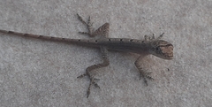 Anolis antonii