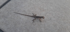 Anolis antonii