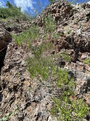 Peucephyllum schottii