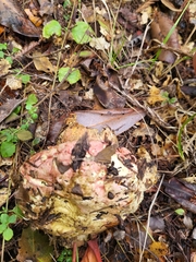 Rubroboletus eastwoodiae