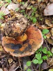 Rubroboletus eastwoodiae