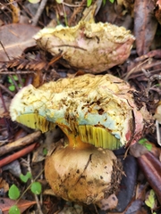 Rubroboletus eastwoodiae