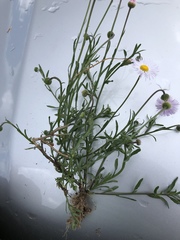 Erigeron rybius