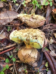 Rubroboletus eastwoodiae