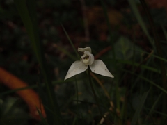 Codonorchis lessonii