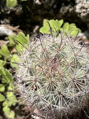 Mammillaria dioica dioica