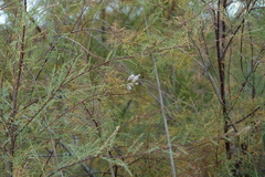 Tamarix gallica