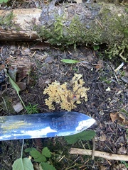 Ramaria largentii