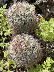 Mammillaria dioica dioica