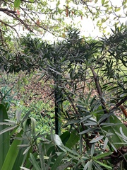 Podocarpus polystachyus