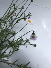 Erigeron rybius