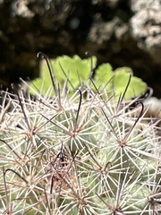 Mammillaria dioica dioica