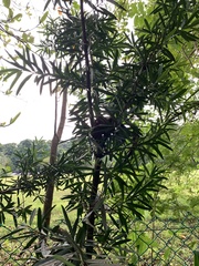 Podocarpus polystachyus