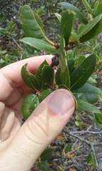 Quercus wislizeni frutescens