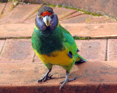 Barnardius zonarius