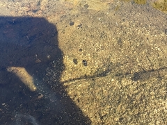 Thermonectus marmoratus