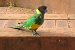 Barnardius zonarius