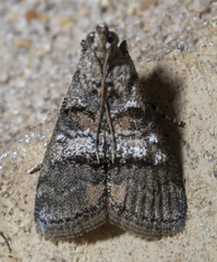 Pococera asperatella