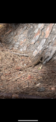 Sceloporus occidentalis