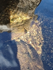 Thermonectus marmoratus