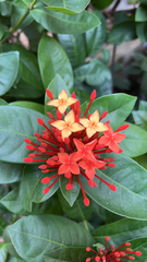Ixora chinensis