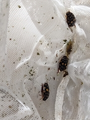 Thermonectus marmoratus