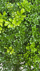 Aglaia odorata