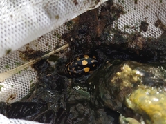 Thermonectus marmoratus