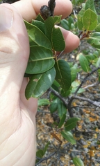 Quercus wislizeni frutescens