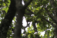 Ptiliogonys cinereus