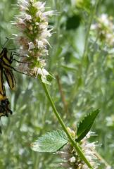 Agastache urticifolia